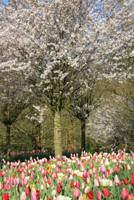 Tulip
