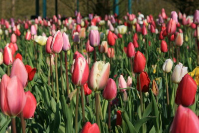 Tulip
