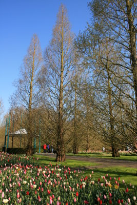 Tulip Garden