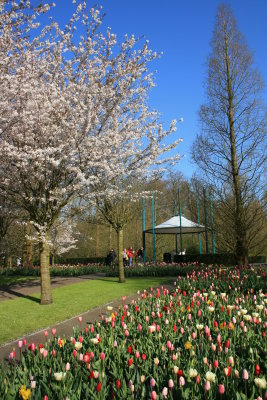 Tulip Garden