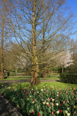 Tulip Garden