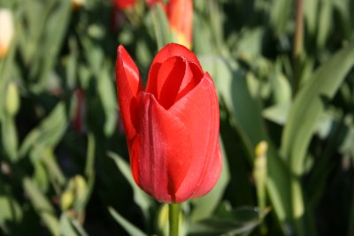 Tulip