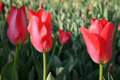 Tulip