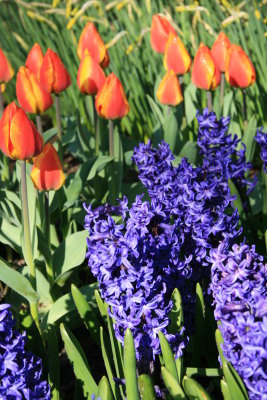 Tulip