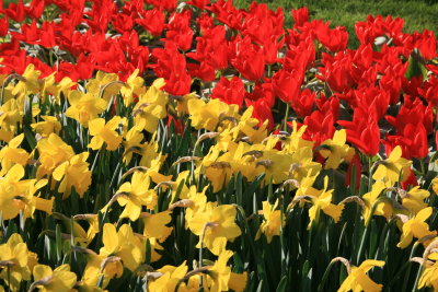 Keukenhof Tulip Garden