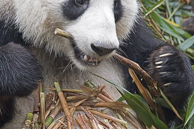 Panda preserve, Chengdu