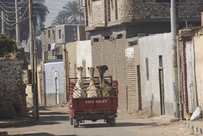 camel market