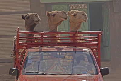 camel market