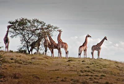 game park, outside Port Elizabeth