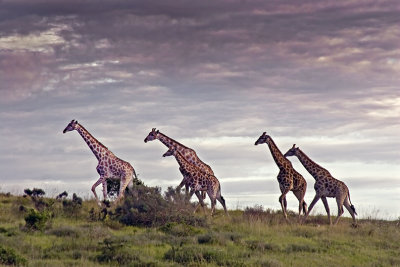 game park, outside Port Elizabeth