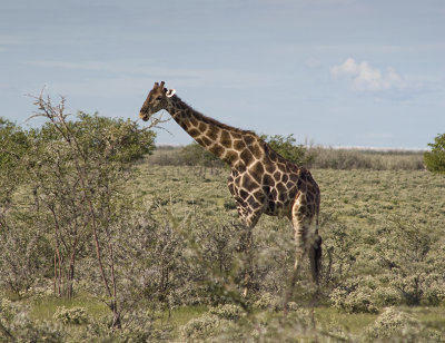 Etosha game park