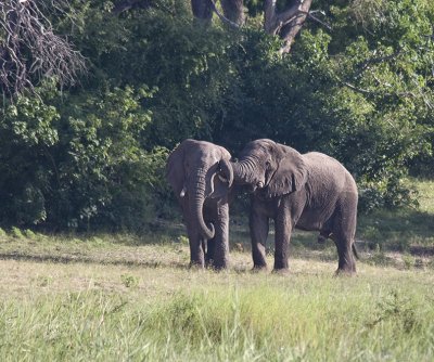 Etosha game park