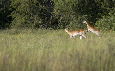 Okavango Delta