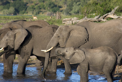 botswana: Chobe game park