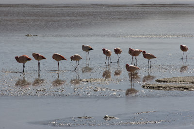 flamingos, en route to Uyuni