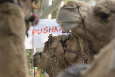 pushkar, camel fair