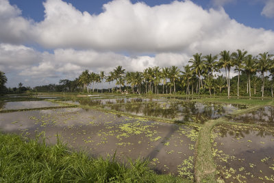 ubud, Bali.  rice paddy