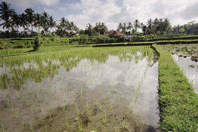 ubud, Bali.  rice paddy