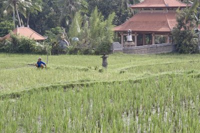 ubud, Bali.  rice terraces