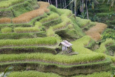 ubud, Bali.  rice terraces