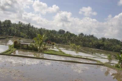 ubud, Bali.  rice paddy