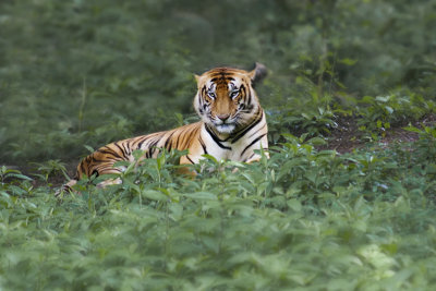 Periyar, Kerala. nature reserve