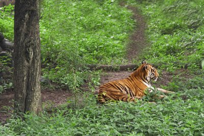 Periyar, Kerala. nature reserve