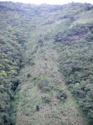 mountian corn.JPG
