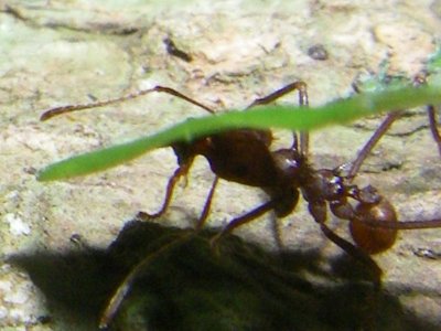 ant at worksm.JPG