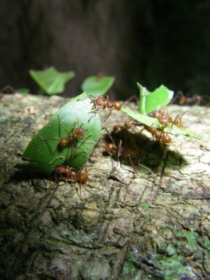 leaf cutter ants hard at worksm.JPG