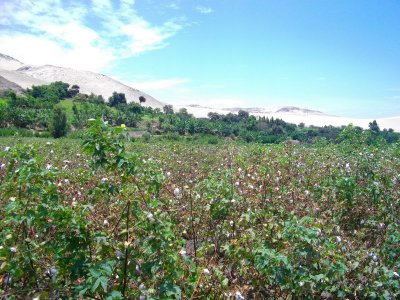 cotton plants.JPG