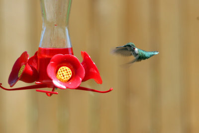 IMG_2586fix800.jpg