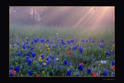 Wildflower Sunrise