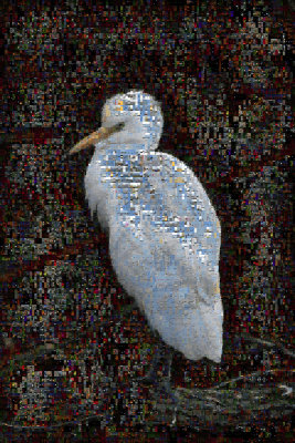 Egret Mosaic1200.jpg