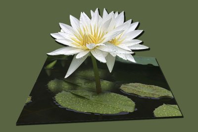 OOBgreencanvas1000.jpg