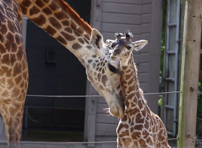 Baby Giraffe Houston Zoo.jpg