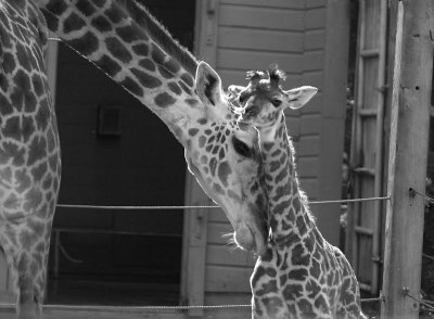 Giraff Houston Zoo6896fix800bw.jpg