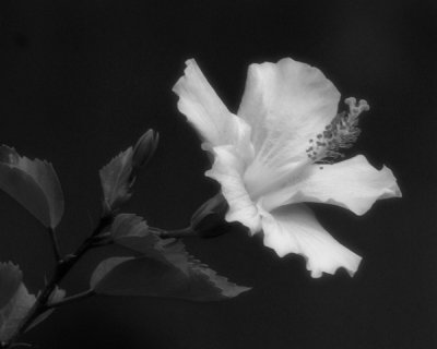 Hibiscus Black and White Blur.jpg