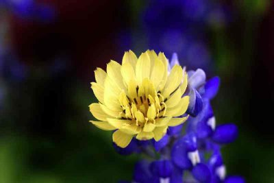 Wildflower 1164