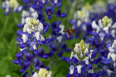 Bluebonnets Bee