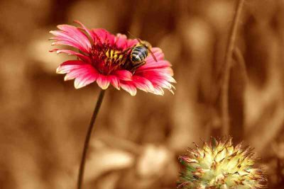 Wilfflower Bee 2572