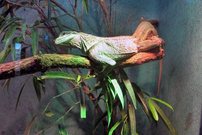 Houston Zoo 1336