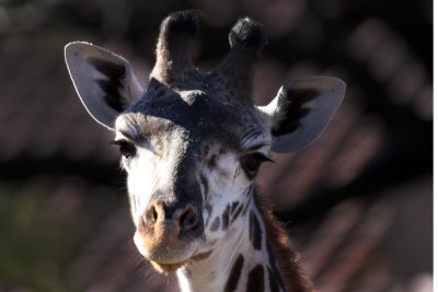 Houston Zoo5847