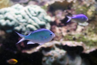 Houston Zoo 5966