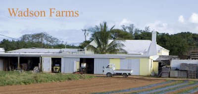 Bermuda: Wadson Farms