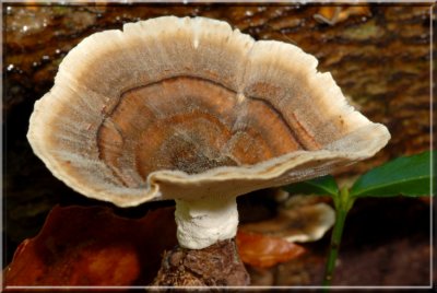 Polypore0084.jpg