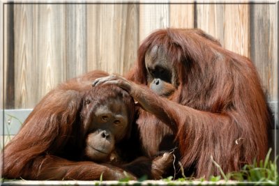 Orangutan157.tif