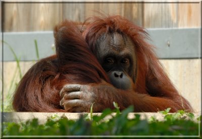 Orangutan184.tif