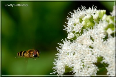 Hoverfly70.tif