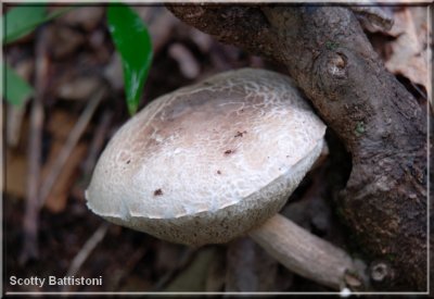 Bolete087.tif